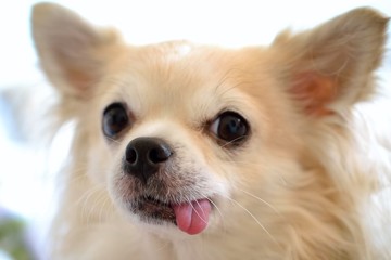 Funny little dog with tongue out. chihuahua