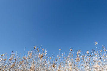 Fototapeta premium dry reeds and grass against a blue sky