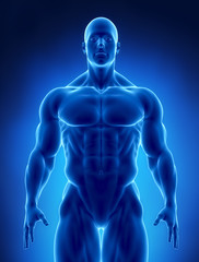 Muscular concept in x-ray