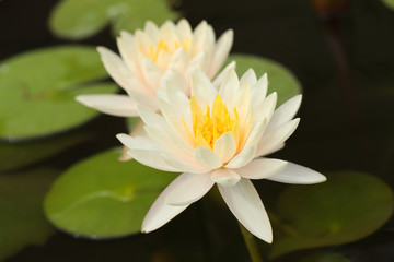 white lotus