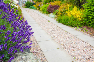 A gravel pathway and lavender - 69575829