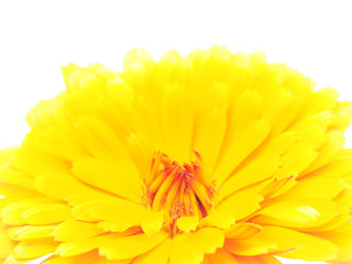 marigold flowers on a white background