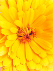 marigold flower close-up