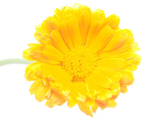 marigold flowers on a white background