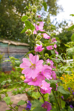 Pink hollyhock flowerrs