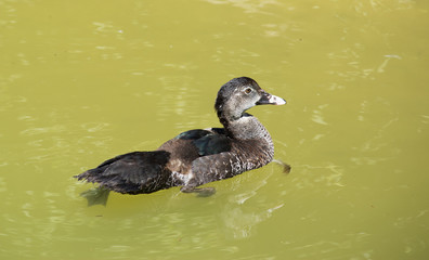 brown duck