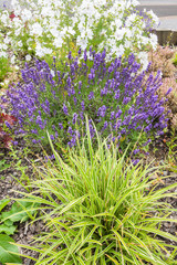Obraz premium Beautiful summer garden with lavender blossom