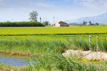 Typical rural landscape with rice fields