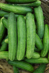 Asian cucumber after harvesting