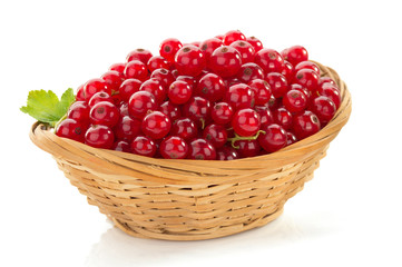 red currants on white