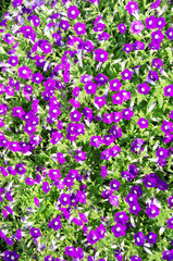 Flowerbed with violet petunias