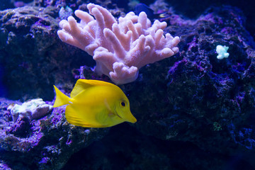 Tropical fishes swim near coral reef. Selective focus