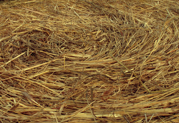 Hay Circular Texture