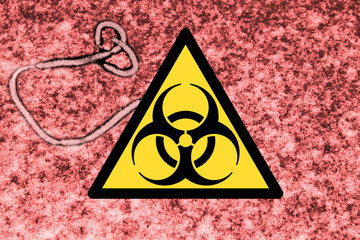 Microscopic view of the ebola virus