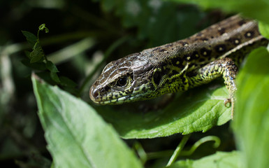 Portrait of a lizard