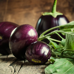 Harvest of Round Eggplants