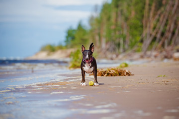 black english bull terrier dog