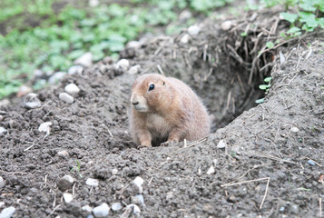 prairie dog looking  out curious of its earth hole