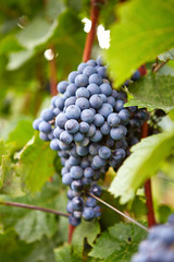 Branch of red wine grapes