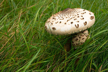 Grzyby na łące © Przemyslaw Reinfus