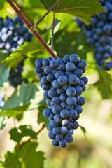 Branch of red wine grapes