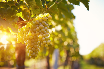 Vineyards at sunset in autumn harvest - obrazy, fototapety, plakaty