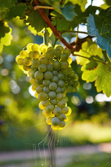 Fototapeta premium Branch of white wine grapes
