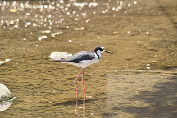 クロエリセイタカシギ