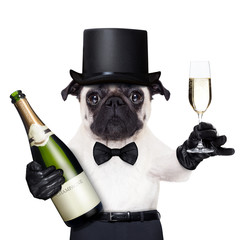cool dog peace