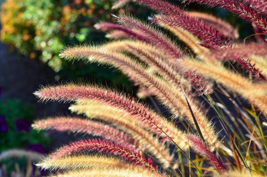 Fountain Grass.