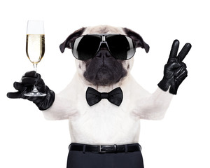 champagne glass dog