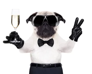 Photo sur Plexiglas Chien fou chien de coupe de champagne