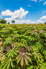 cassava field