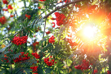 Rowanberries close up