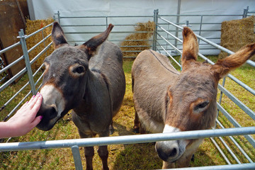 Donkeys