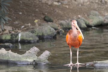 ショウジョウトキ