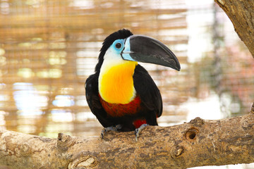 ヒムネオオハシ