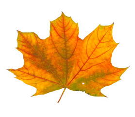 Autumn maple branch with leaves isolated on a white background