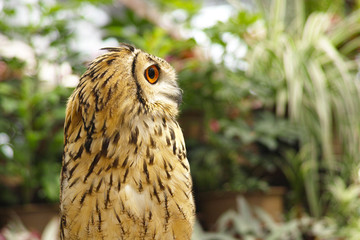 ベンガルワシミミズク