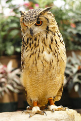 ベンガルワシミミズク