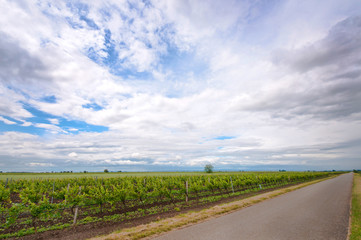 Fototapeta na wymiar vineyards in a rural landscape in Burgenland Austria