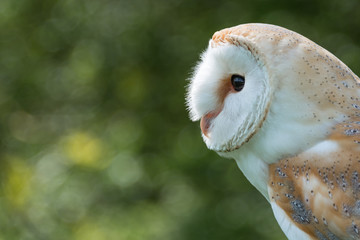 Barn Owl close up