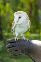 Barn Owl close up