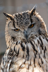 European Eagle Owl