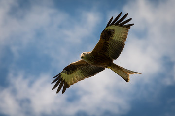 Red Kite in flight