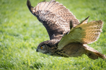 European Eagle Owl
