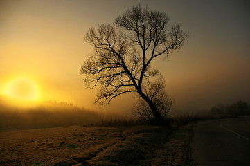 Fototapeta na wymiar Sunrise with tree