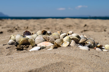 shells