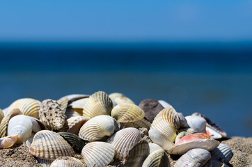 Fototapeta na wymiar seashells