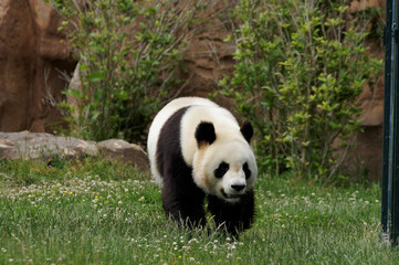 Fototapeta na wymiar panda-22